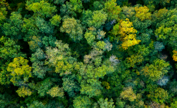 eco-friendly sustainable green forest