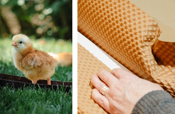 Poultry liners used for day old chicks in the poultry industry